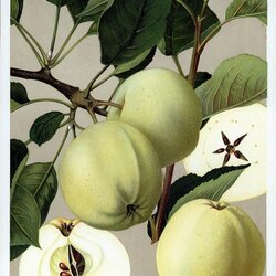 Weißer Klarapfel