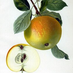 Winterzitronenapfel
