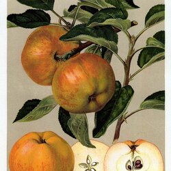 Rote Goldrenette Freiherr von Berlepsch