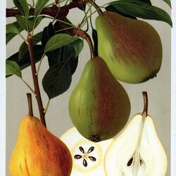 Clapps Liebling