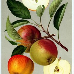 Cox Orangenrenette