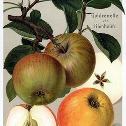 Goldrenette aus Blenheim