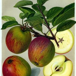 Großer Rheinischer Bohnapfel