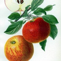 Langtons Sondergleichen