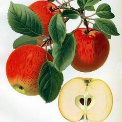 Orleansrenette