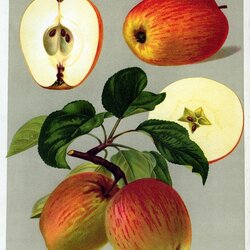 Prinzenapfel