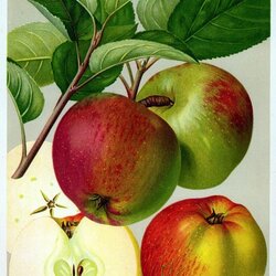 Rheinischer Winterrambur