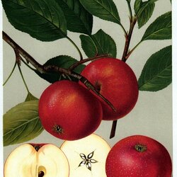 Rote Sternrenette