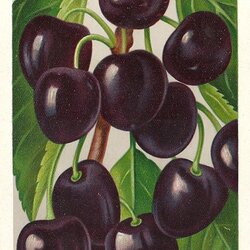 Badeborner Schwarze Knorpel