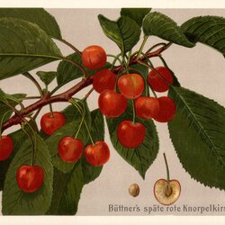 Büttners Rote Knorpelkirsche