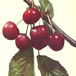 Souvenir de Charmes