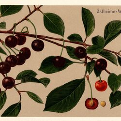 Ostheimer Weichsel