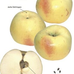 Riesenboiken