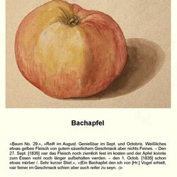 Gestreifter Bachapfel