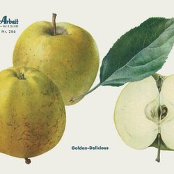 Golden Delicious