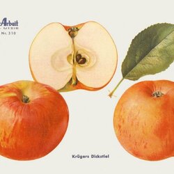 Krügers Dickstiel