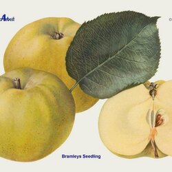 Bramleys Sämling