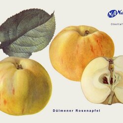 Dülmener Rosenapfel