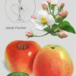 Jakob Fischer