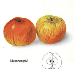 Maunzenapfel