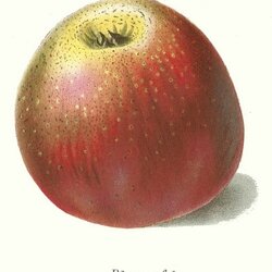 Blauapfel