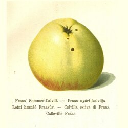 Fraas Sommerkalvill