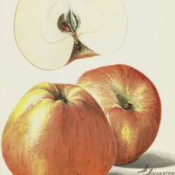 Horneburger Pfannkuchenapfel