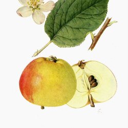 Kleiner Herrenapfel