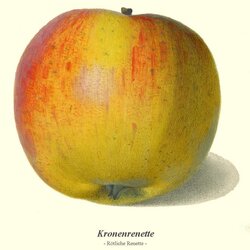 Rötliche Renette