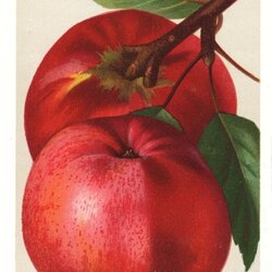 Rosenapfel vom Schönbuch