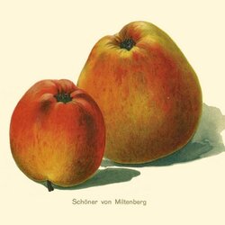 Schöner aus Miltenberg