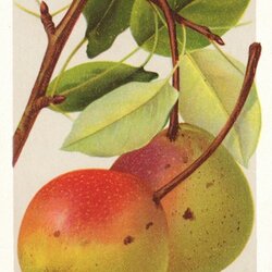 Ulmer Butterbirne