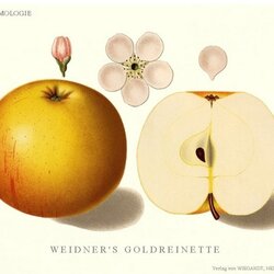 Weidners Goldrenette