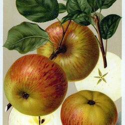Königinapfel