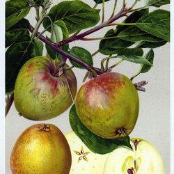 Langer Grüner Gulderling
