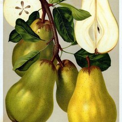 Williams Christbirne